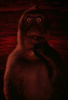 a close up of a monkey 's face with its hand on its chin