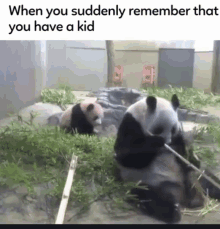 two panda bears are playing with a stick in the grass and the caption says when you suddenly remember that you have a kid