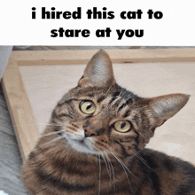 a picture of a cat with a caption that says i hired this cat to stare at you
