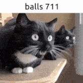 two black and white cats are sitting on a table and the caption says balls 771