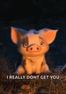 Pig What GIF - Pig What Confused GIFs