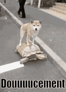Doucement Chien Tortue GIF - Slow Dog Turtle GIFs