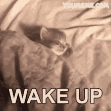 Wake Up Cute GIF - Wake Up Cute Kawaii GIFs