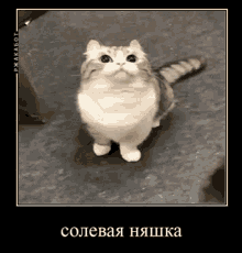 Cat Demotivator GIF - Cat Demotivator Kamaru GIFs