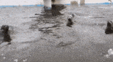 a group of seals are swimming in the water together .