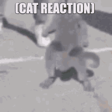 Cat Reaction Dancing GIF - Cat Reaction Dancing Grooving GIFs