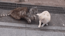 Cats Cat Fight GIF - Cats Cat Fight Bite GIFs