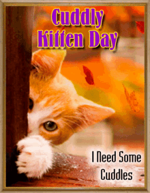 Cuddly Kitten Day I Need Some Cuddle GIF - Cuddly Kitten Day I Need Some Cuddle Cat GIFs