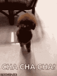 Dog Dancing GIF - Dog Dancing Poodle GIFs