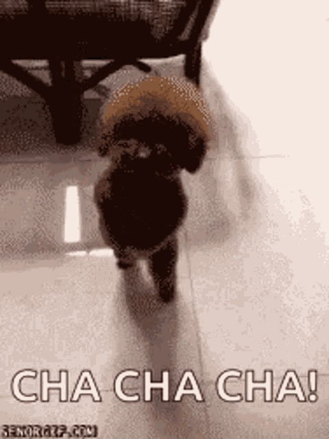 Dog Dancing GIF Dog Dancing Poodle Discover Share GIFs