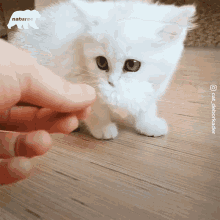 Adorable Cute GIF - Adorable Cute Kitty GIFs