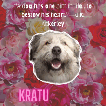 Kratu Roses GIF - Kratu Roses Dogs GIFs