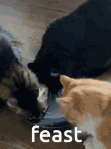 Cat Meow GIF - Cat Meow Food GIFs