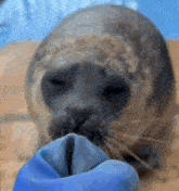 a seal with its eyes closed is being fed by a person wearing blue gloves