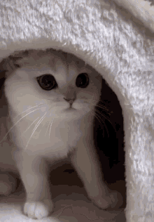 Cute Cat Cat GIF - Cute Cat Cat Cat Kiss GIFs