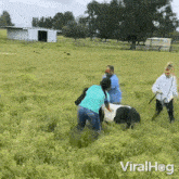 Being Pulled By A Donkey Viralhog GIF - Being Pulled By A Donkey Viralhog Stumble Down GIFs