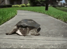 Mcconnell Turtle GIF - Mcconnell Turtle Sprint GIFs