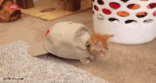 Kitten Cap GIF