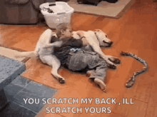 funny animals dogs scratch