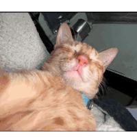 a close up of a cat with its eyes closed and a blue collar