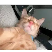 a close up of a cat with its eyes closed and a blue collar
