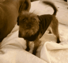 Excited Happy GIF - Excited Happy Dog GIFs