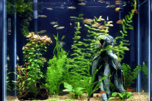 Aquário Fish GIF - Aquário Fish Aquarium GIFs