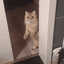 Zaruth Cat GIF - Zaruth Cat Closing GIFs