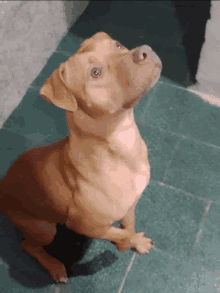 Pixilart - Puppy Gif by Miss-Pitbull