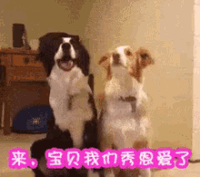 秀恩爱，狗狗 GIF - Puppy Dog Kiss GIFs