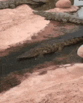 Gator Slide GIF - Gator Slide Alligator GIFs
