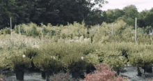 a lot of potted plants are lined up in a garden