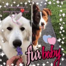 Together Furbabes GIF - Together Furbabes Yay GIFs