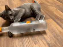 Alcoholic Cat GIF - Alcoholic Cat Pregamimg GIFs