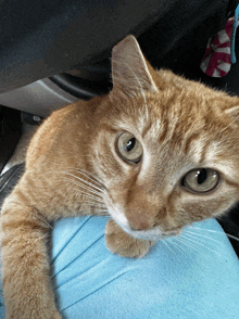a close up of a cat 's face with a blue shirt in the background