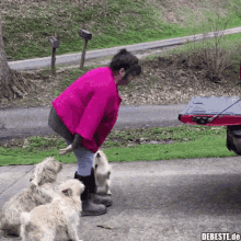 Dogs Truck GIF - Dogs Dog Truck GIFs