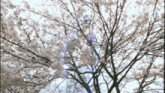 a tree with white flowers and a blue light behind it
