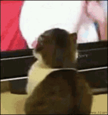 Cat Wtf GIF - Cat Wtf Say What GIFs