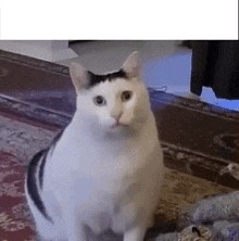 a white cat with a black head is sitting on a rug .