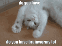 Cat Brainworms GIF - Cat Brainworms Do You Have Brainworms GIFs