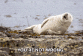 You'Re Not Wrong You’re Right GIF - You'Re Not Wrong You’re Right True GIFs