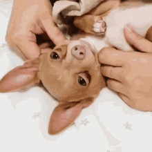 Chihuahua Cute GIF - Chihuahua Cute Cuddle GIFs