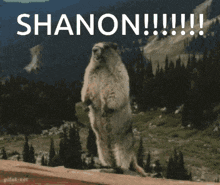 a squirrel standing on its hind legs with the word shanon written below it