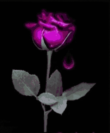Unreal Rose GIF - Unreal Rose Purple GIFs