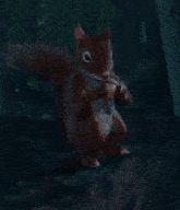Baldurs Gate 3 Squirrel GIF