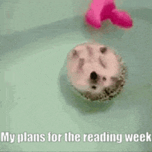 a hedgehog is laying in a bathtub with the words `` my plans for the reading week '' above it .