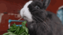 Oreo The Bunny Veggie Lover GIF - Oreo The Bunny Oreo Veggie Lover GIFs