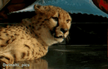 What Cheetah GIF - What Cheetah Guépard GIFs