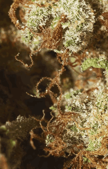 Nature GIF - Weed Smoke Herb GIFs