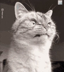 Angry Cat GIF - Angry Cat Eye GIFs